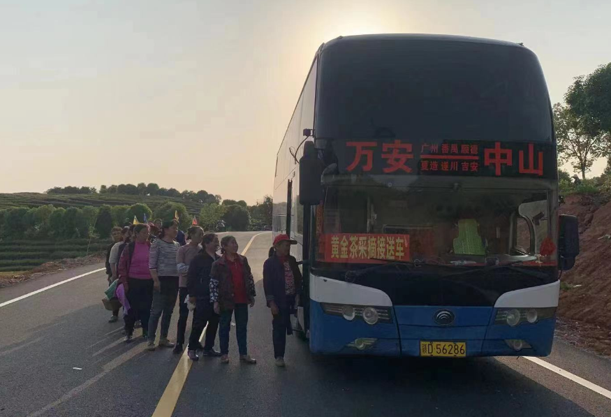 吉安長運：開通采茶專線  助力茶農(nóng)追光